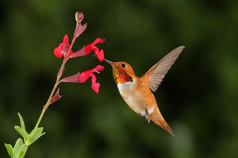 Rufous Hummingbird (Male) (0353)