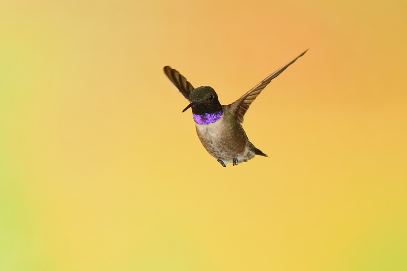 Black-chinned Hummingbird (Male) (0770)