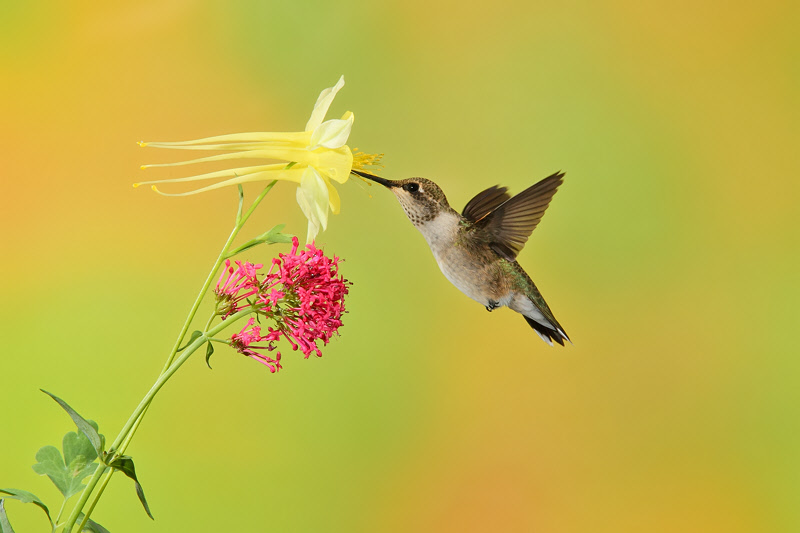 Broad-tailed Hummingbird (Female) (0758)