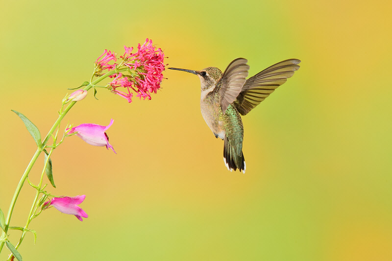 Broad-tailed Hummingbird (Female) (0799)