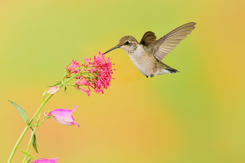 Broad-tailed Hummingbird (Female) (0876)