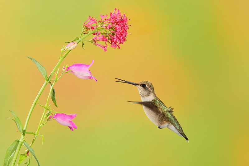 Broad-tailed Hummingbird (Female) (0899)