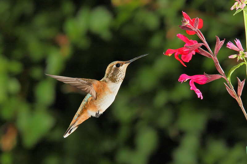 Rufous Hummingbird (Female) (1014)