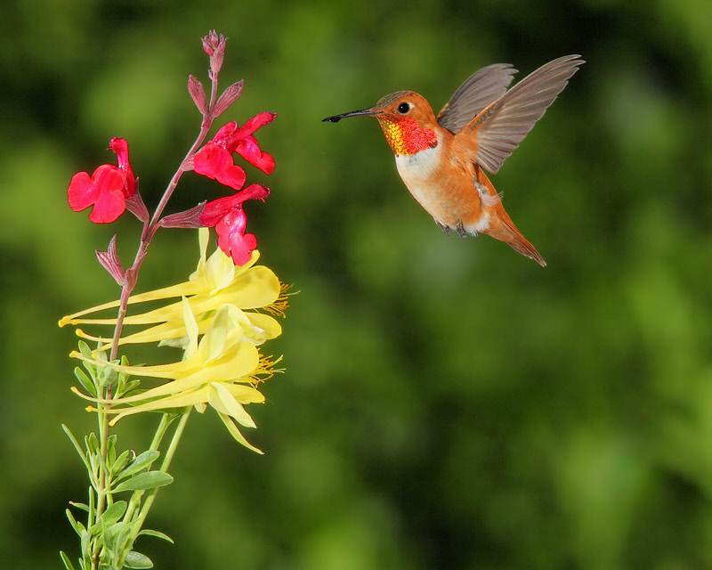 Rufous Hummingbird (Male) (0568)