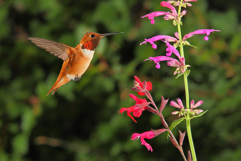 Rufous Hummingbird (Male) (1164)