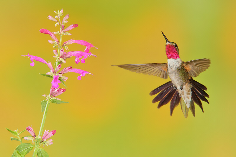 Broad-tailed Hummingbird (Male) (1229)