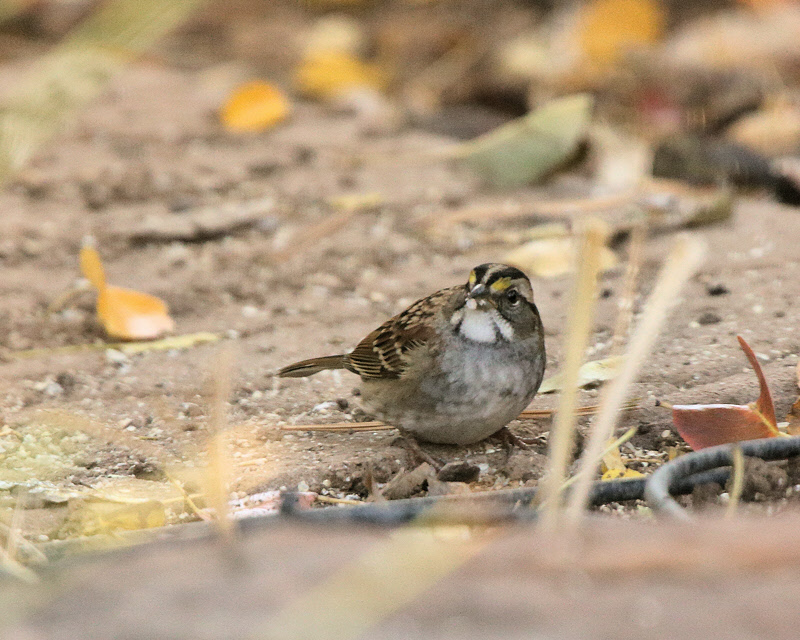 White-throated Sparrow (1609)