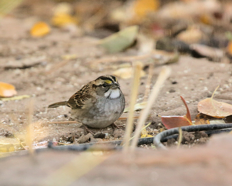 White-throated Sparrow (1614)
