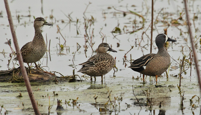 Blue-Winged Teal (1752)