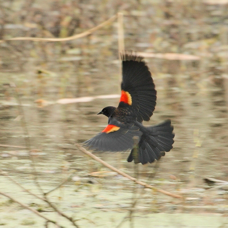 Red-Winged Blackbird Flying (1855)