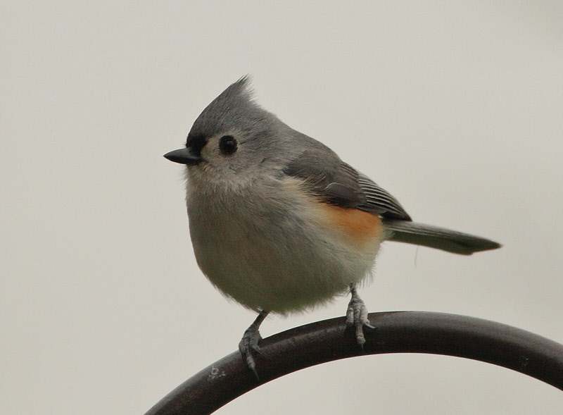 Tufted Titmouse (1434)
