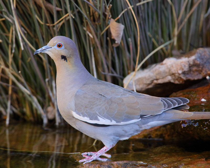 White-winged Dove (3264)