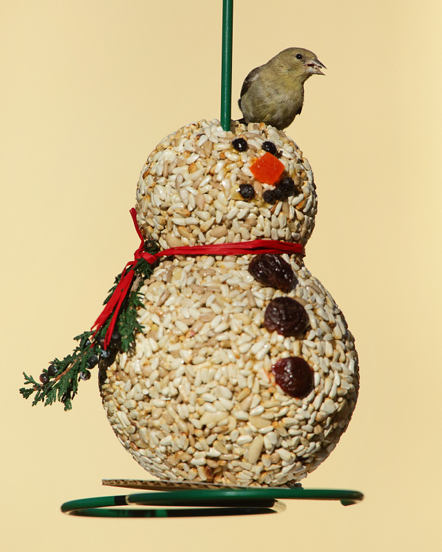 American Goldfinch on Snowman Seedcake