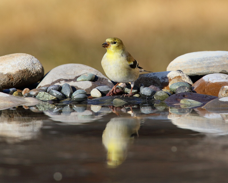 American Goldfinch (3549)