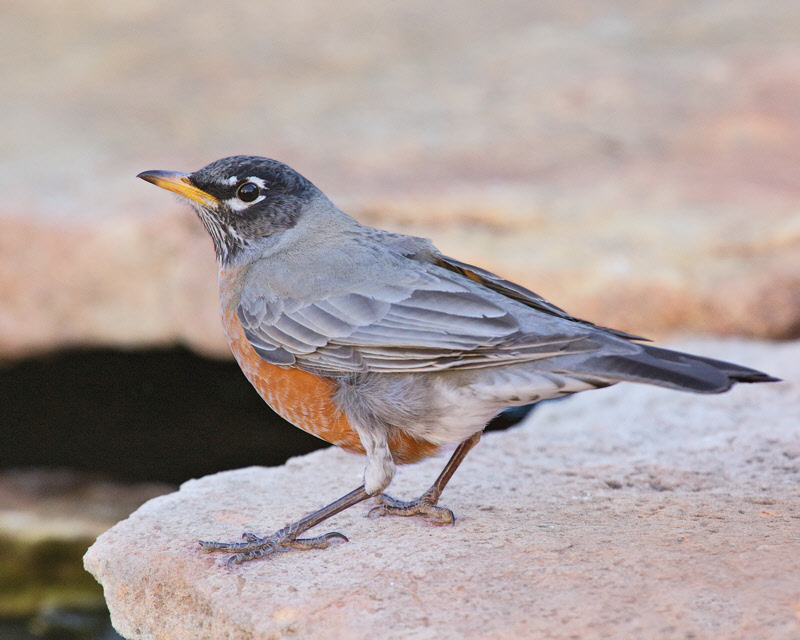 American Robin (3662)