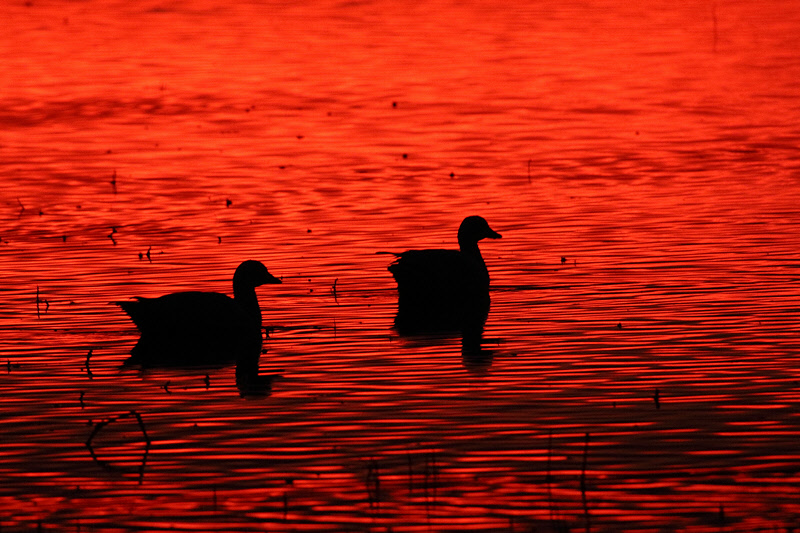 Ducks at Sunrise (2032)