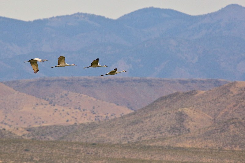 Four Sandhill Cranes (2305)