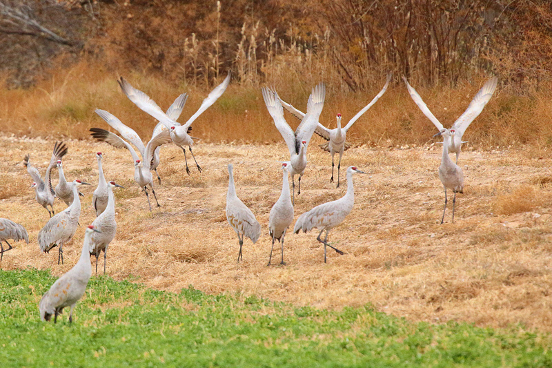 Grazing Sandhill Cranes Leaving (2346)