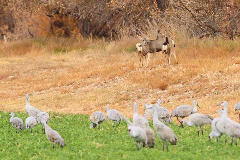 Mule Deer Grazing next to Cranes (2212)