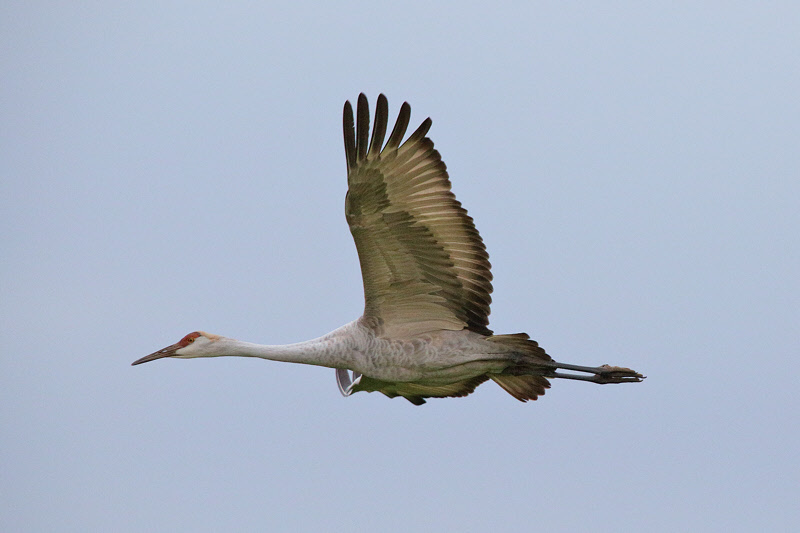 Sandhill Crane Flying (2285)