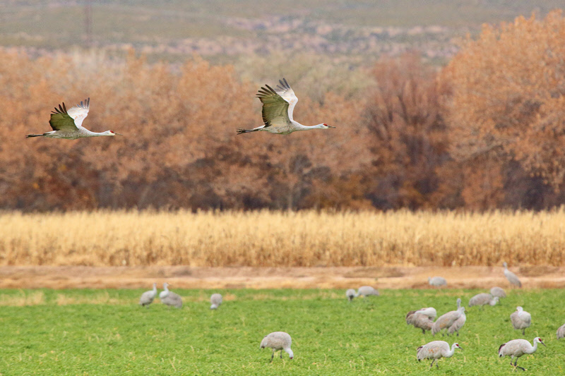Sandhill Cranes Flying Over (2280)