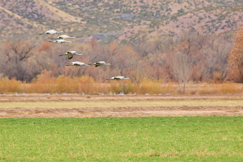 Sandhill Cranes Gliding In (2320)