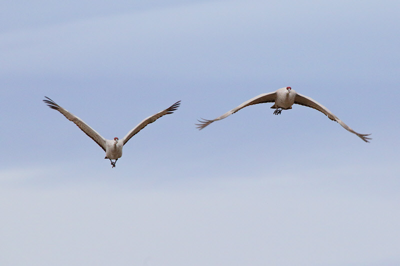 Sandhill Cranes approaching (2187)