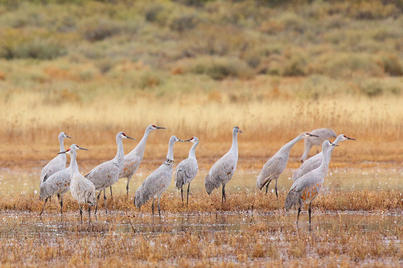 Sandhill Cranes ready for Takeoff (2143)