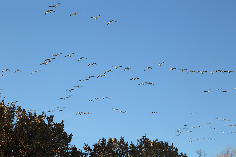 Snow Geese Flying in (1984)