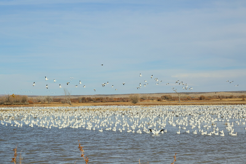 Snow Geese by the Thousands (1980)