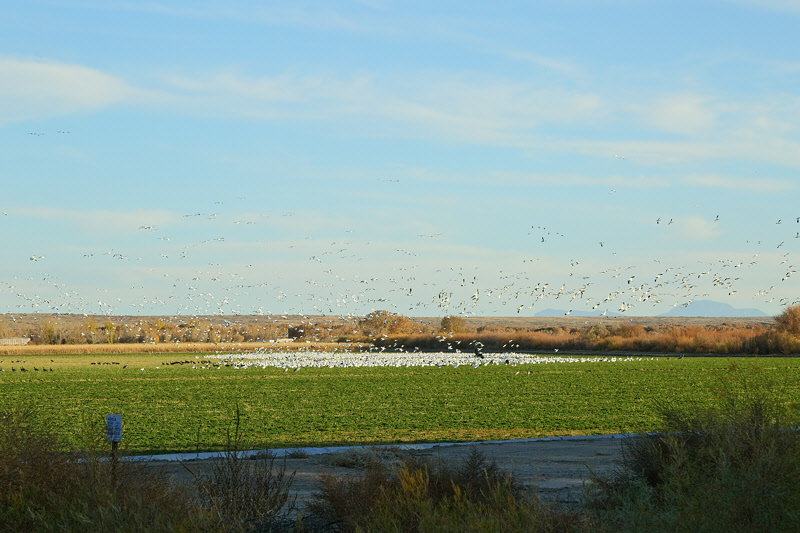 Snow Geese, Sandhill Cranes, Canada Geese (1983)