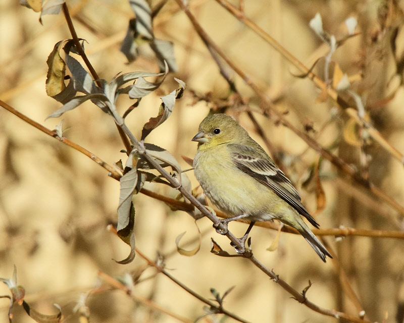 Lesser Goldfinch Female (3788)