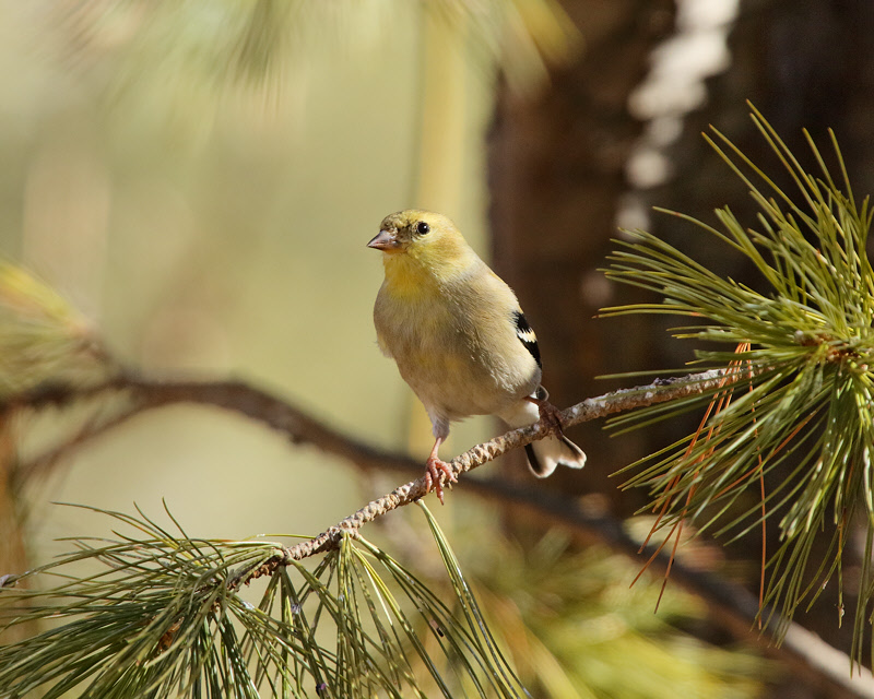 American Goldfinch (4034)