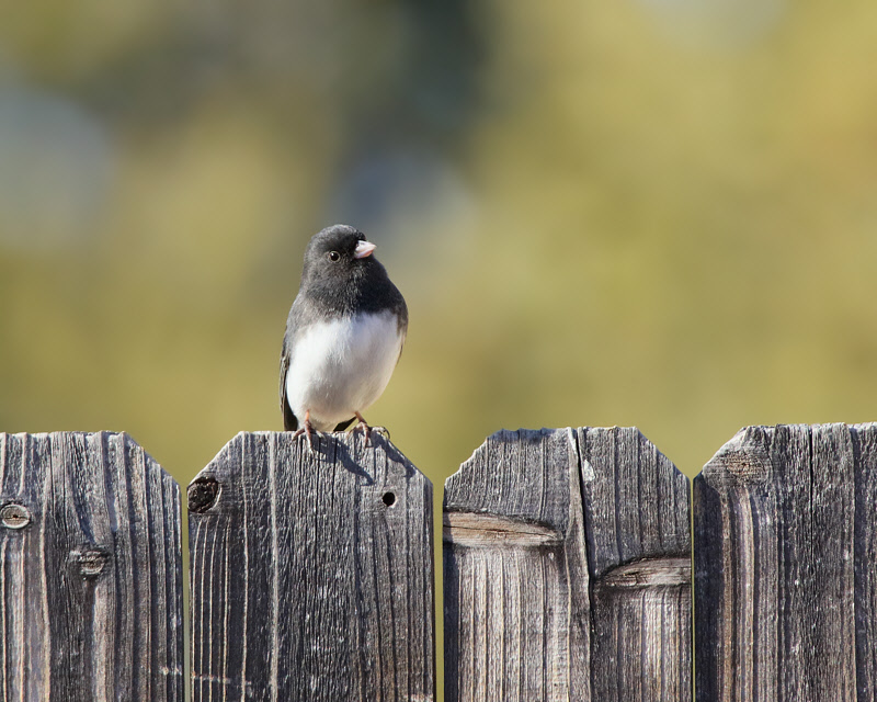 Dark-eyed Junco (Slate-colored) (4122)