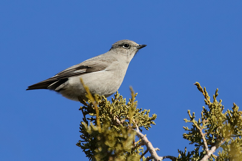 Townsend's Solitaire (4407)