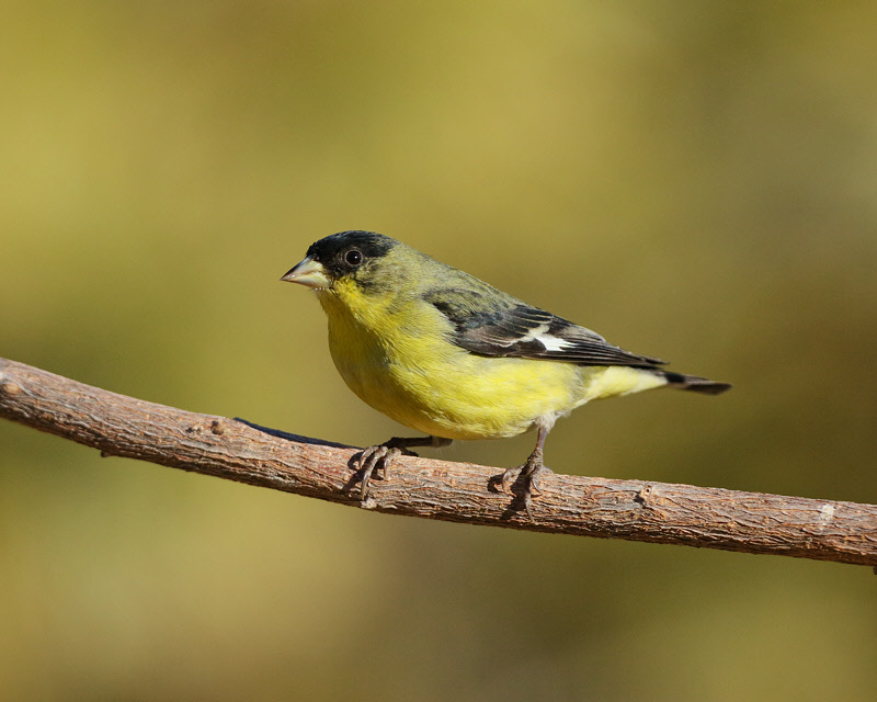 Lesser Goldfinch (Male) (4645)