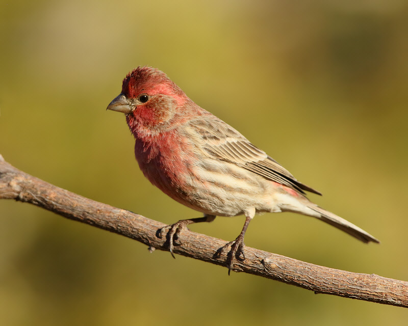 Male House Finch (4709)