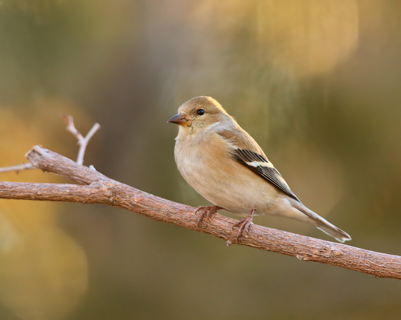 American Goldfinch (4754)