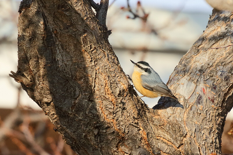 Red-breasted Nuthatch (0072)