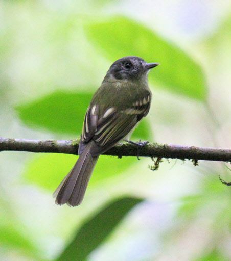 Costa Rica Birds -- Need ID