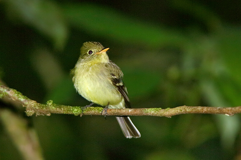 Yellow-bellied Flycatcher (5820)