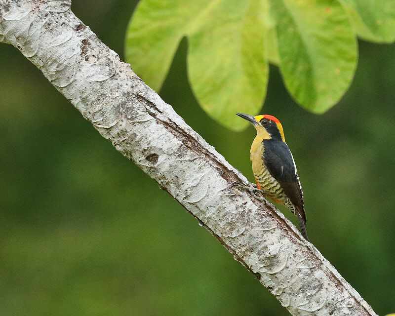 Golden-naped Woodpecker (9168)