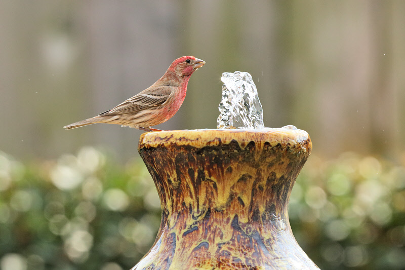 House Finch visits the Fountain (9734)