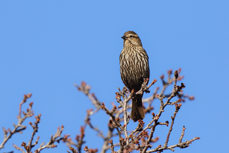 Red-winged Blackbird (9910)