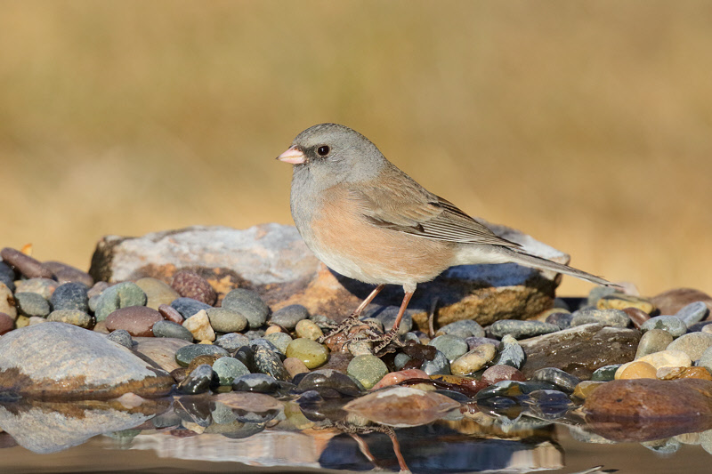 Dark-eyed Junco, Pink-sided (0091)