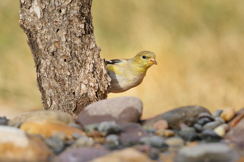 American Goldfinch (9974)