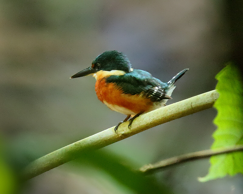 American Pygmy Kingfisher (8981)