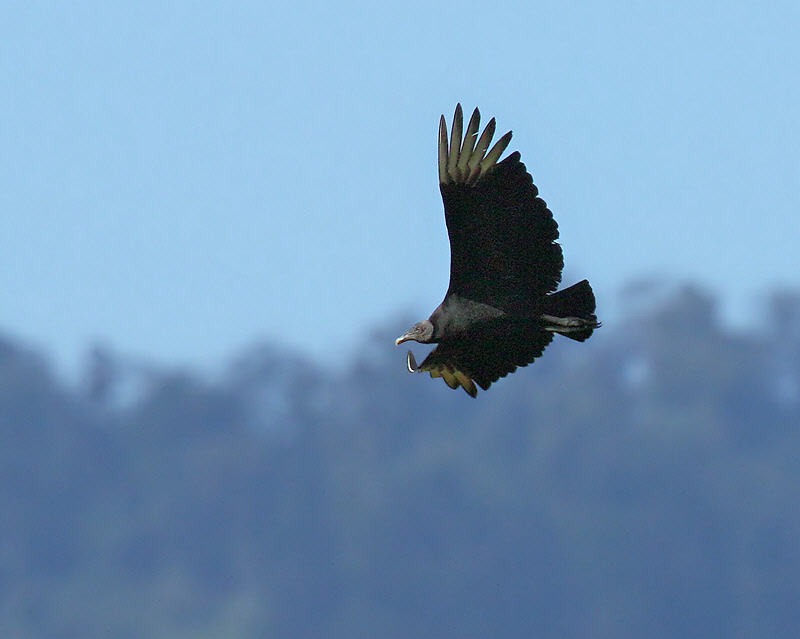 Black Vulture (7168)