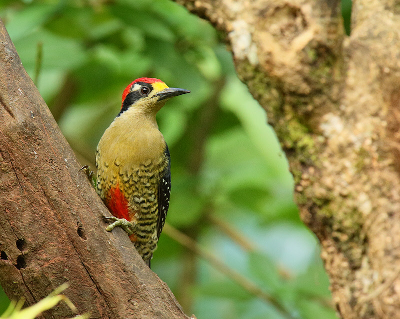 Black-cheeked Woodpecker (7206)