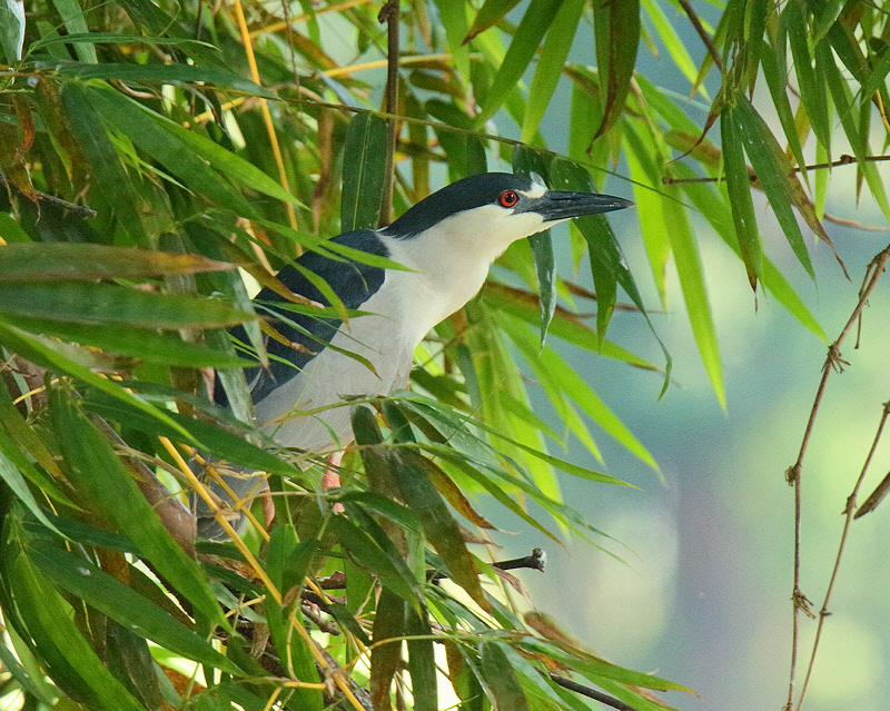 Black-crowned Night Heron (6863)